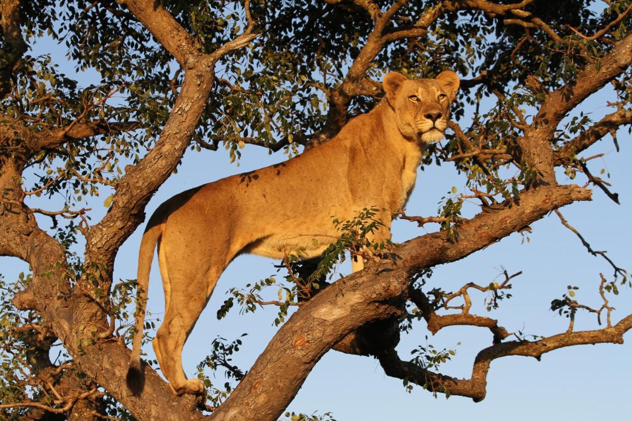 Sungulwane Private Game Lodge Хлухлуве Екстериор снимка