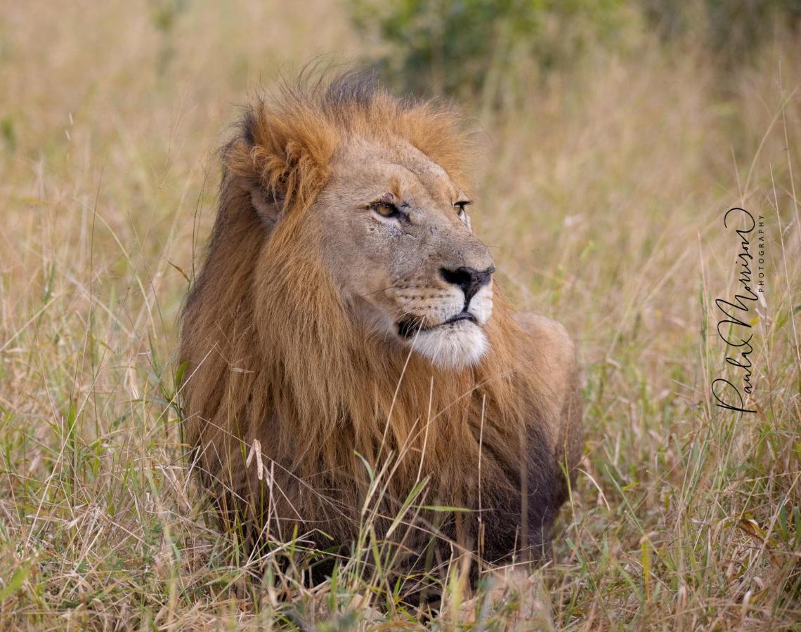 Sungulwane Private Game Lodge Хлухлуве Екстериор снимка