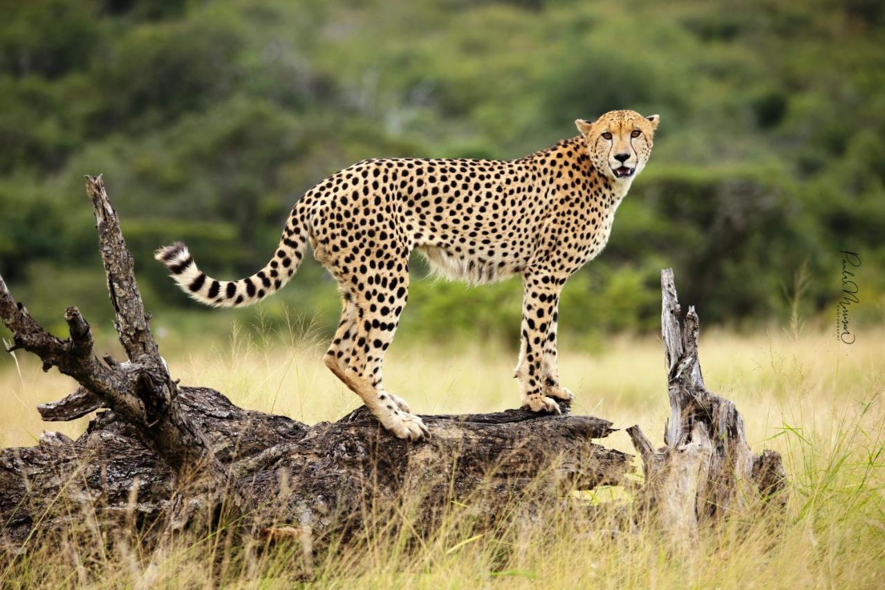 Sungulwane Private Game Lodge Хлухлуве Екстериор снимка